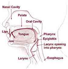 vocal-chords